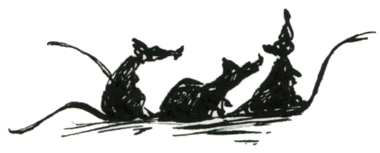 Dessin de trois rats - Plume et Encre - Artiste : Guillaume Lehericey (Lupin de Garenne)